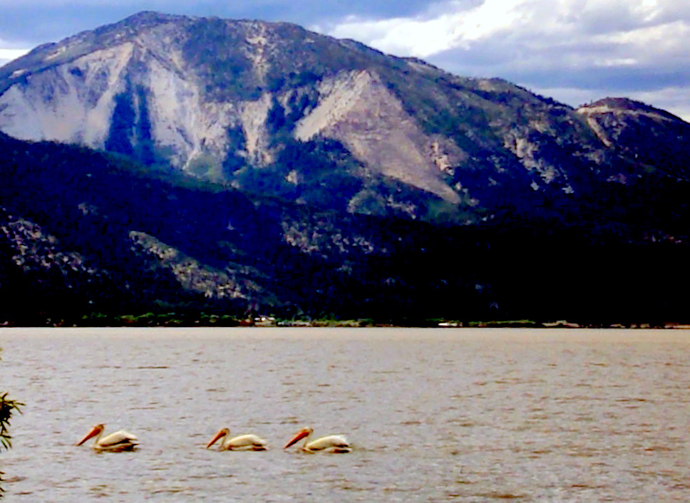 Pelicans, Washoe Lake, Slide Mtn