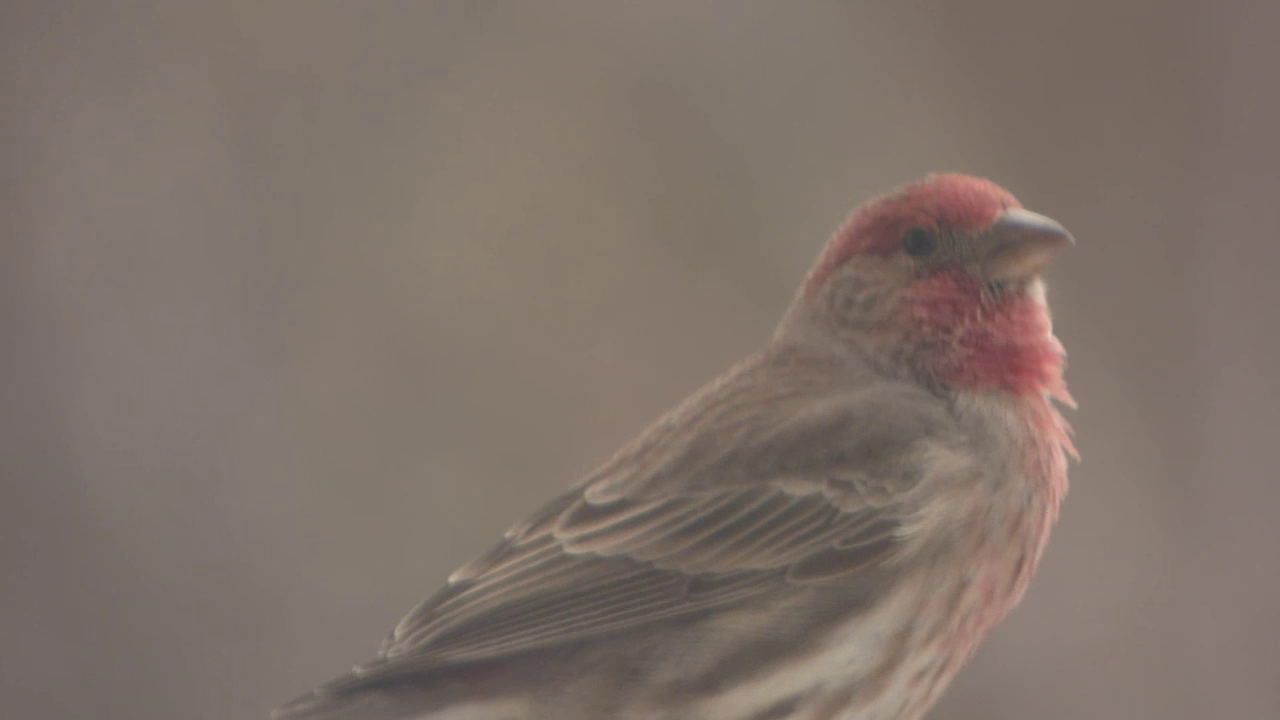 Red-headed thrush's spring songs